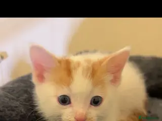 Mixed Breed cats 2 Beautiful kittens left !!! - Advert 2