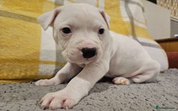 Mixed Breed dogs for sale: American bulldog x Staffy pups  - Image 3