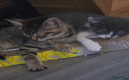 Mixed Breed cats for sale: 2 beautiful female kittens  - Image 5