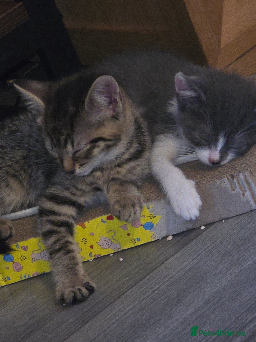 Mixed Breed cats for sale: 2 beautiful female kittens  - Image 5