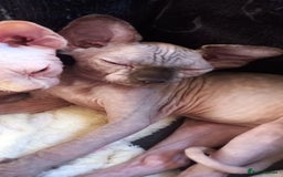 Sphynx cats for sale: 5 Adorable Sphynx Kittens for sale! - Image 29
