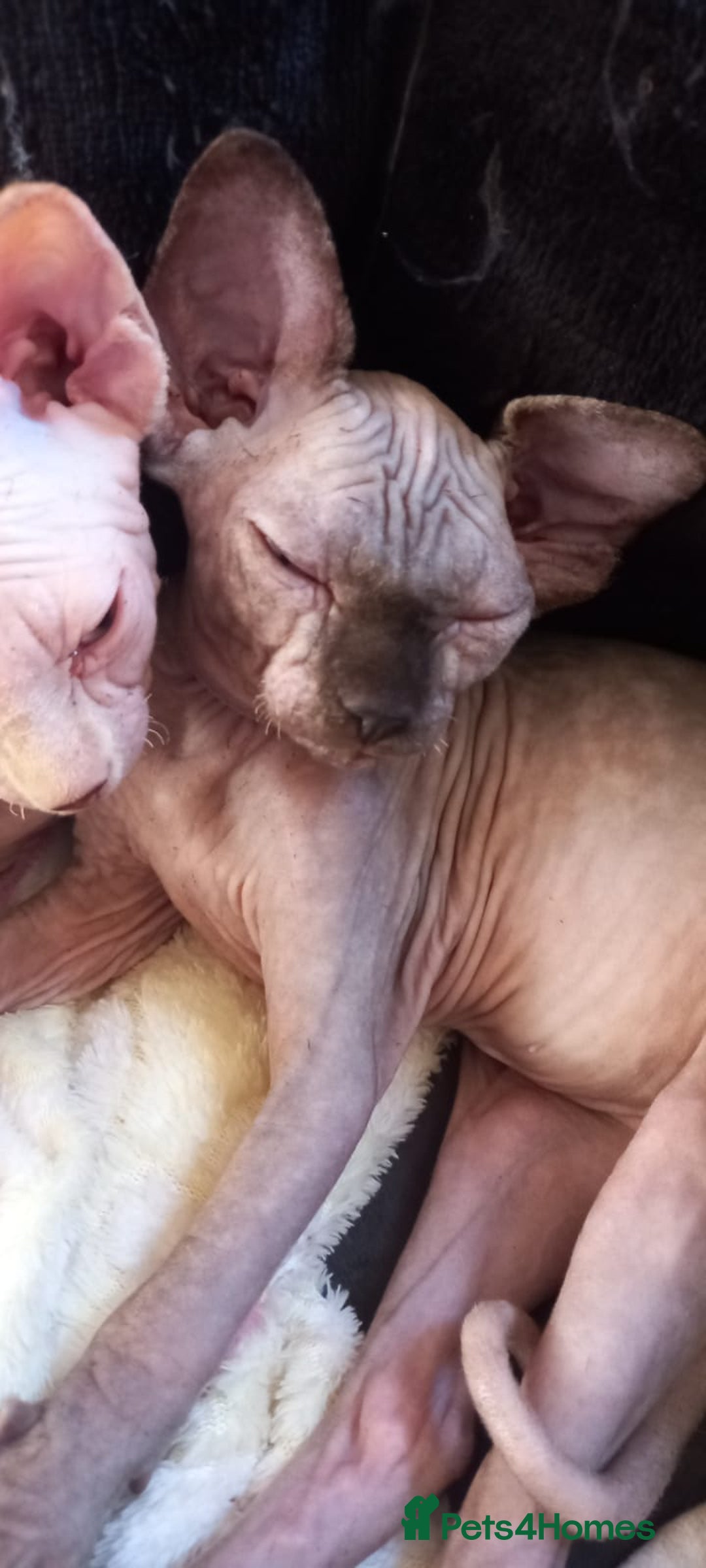 Sphynx cats for sale: 5 Adorable Sphynx Kittens for sale! - Image 29