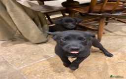 Borador dogs for sale: Perfect Collie x Lab Puppies! Perfect Family Pets - Image 5