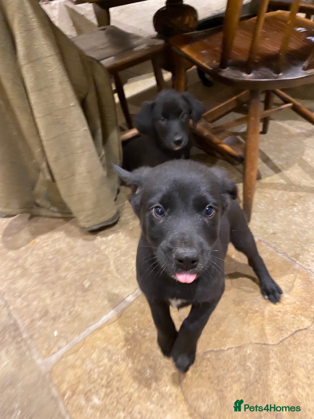 Borador dogs for sale: Perfect Collie x Lab Puppies! Perfect Family Pets - Image 5