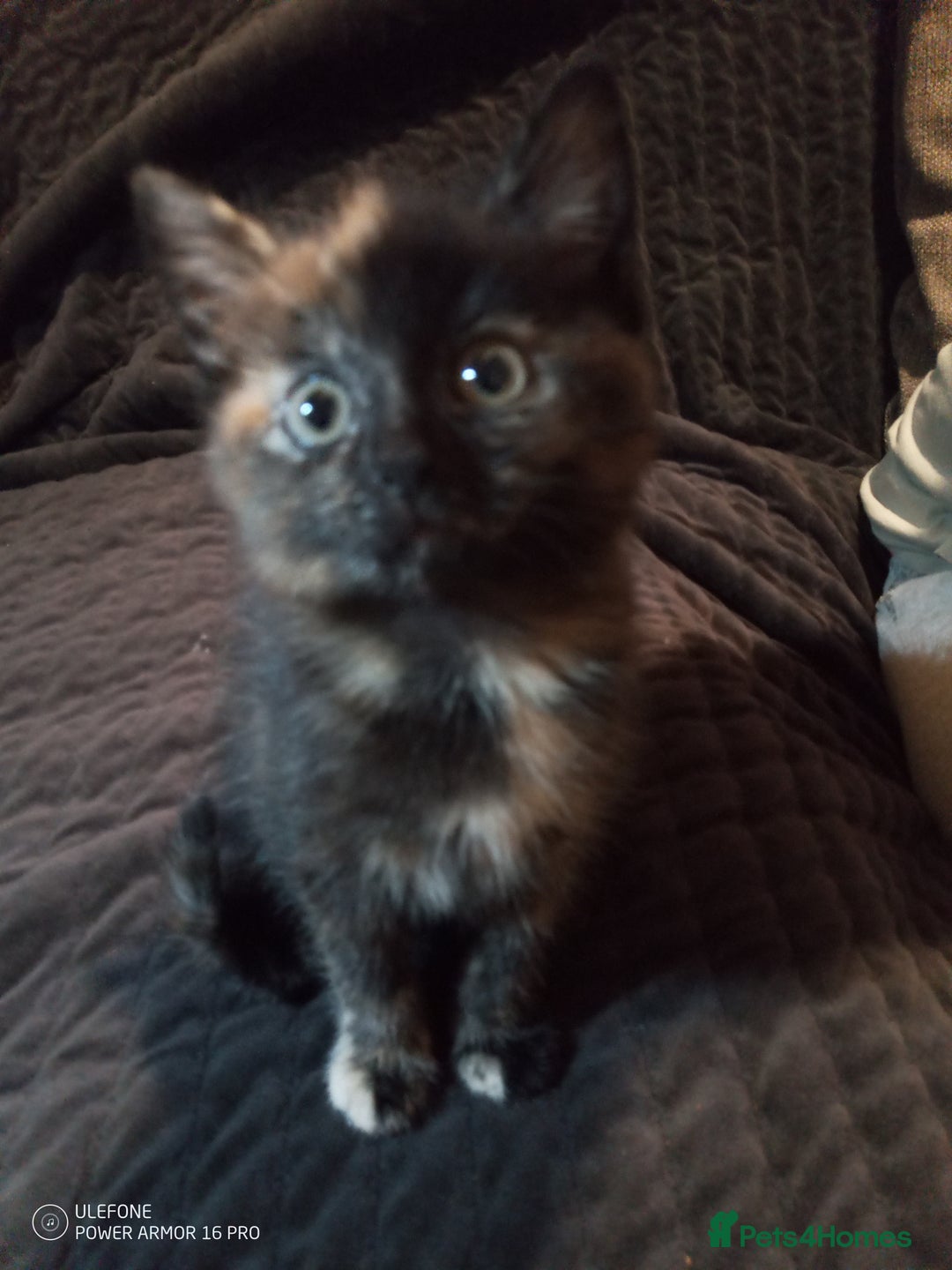 Mixed Breed cats for sale: 1 Tortie Girl & 1 Full Black Boy for sale - Advert 4