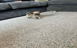 Zuchon dogs for sale: Bichon x Westie x Shih zu  - Advert 20