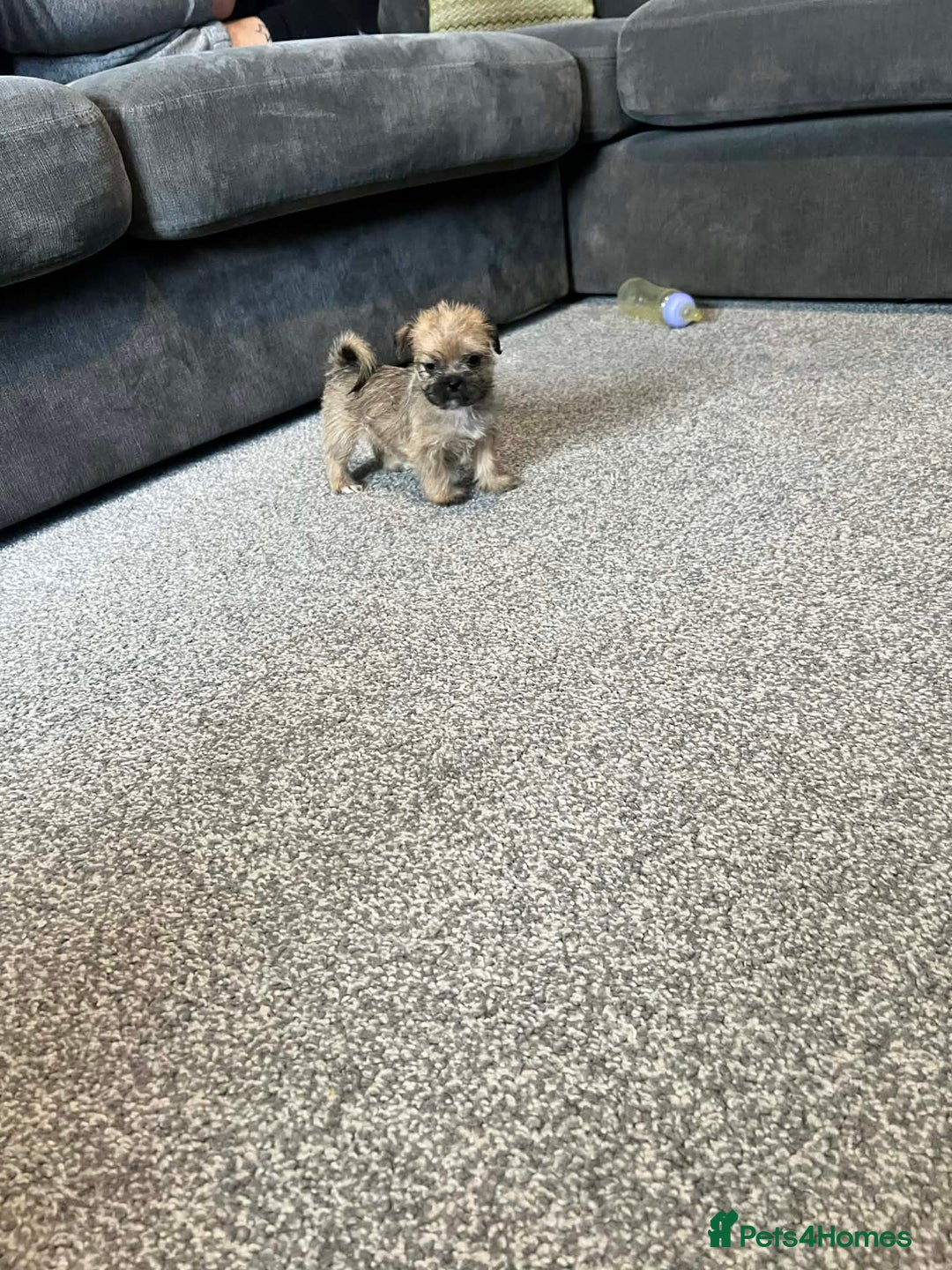 Zuchon dogs for sale: Bichon x Westie x Shih zu  - Advert 20