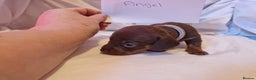 Miniature Dachshund dogs for sale: 3 miniature dashounds 1 boy, 2 girls  - Advert 6