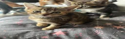 Mixed Breed cats for sale: 6 kittens for sale  - Advert 8