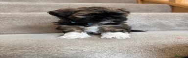 Lhasa Apso 4