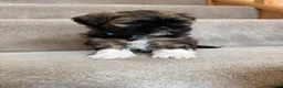 Lhasa Apso dogs for sale: Tibetan Lhasa Apso Brindle puppies  - Advert 4