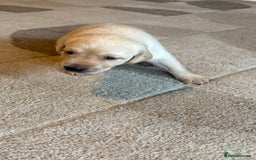 Labrador Retriever dogs for sale: KC Registered Labrador Puppies Ready 24th November - Image 5