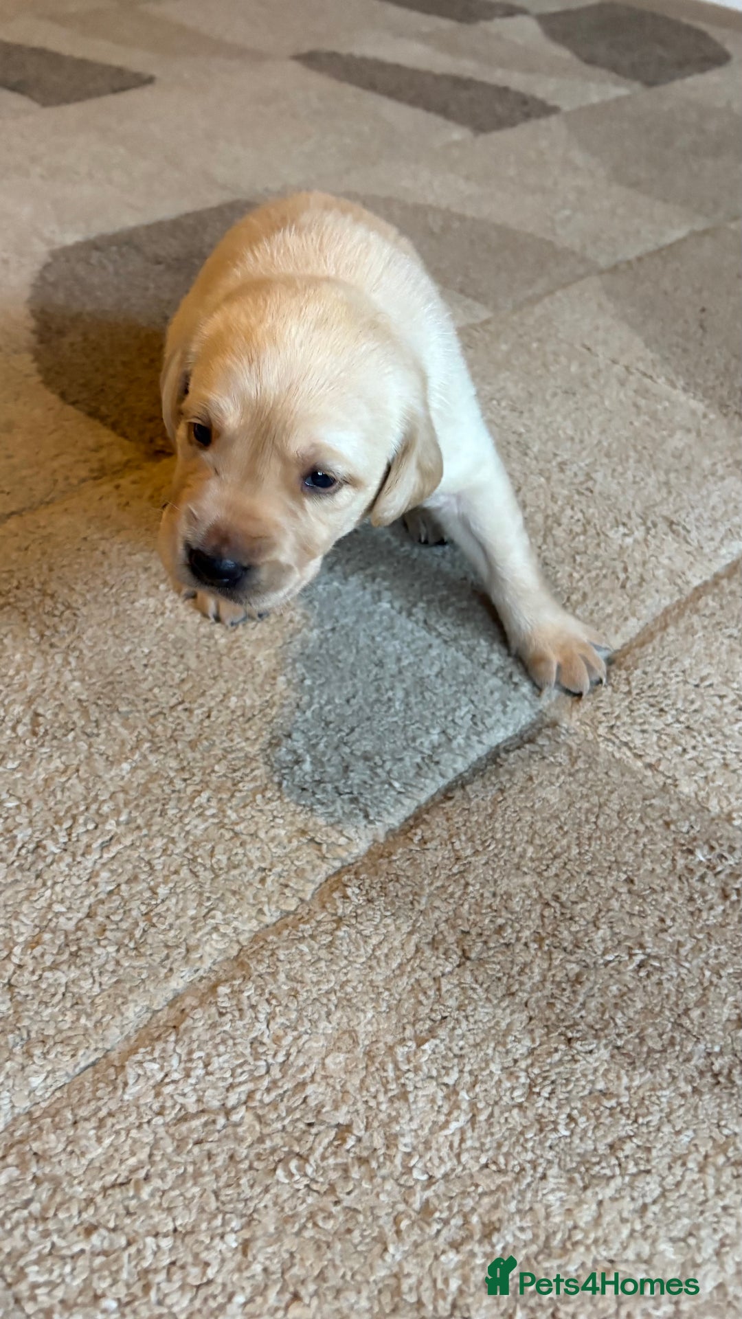 Labrador Retriever dogs for sale: KC Registered Labrador Puppies Ready 24th November - Image 5