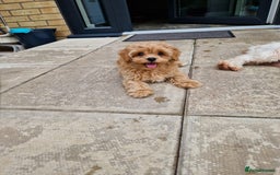 Maltipoo dogs for sale: Absolutely gorgeous maltipoo puppies  - Image 11