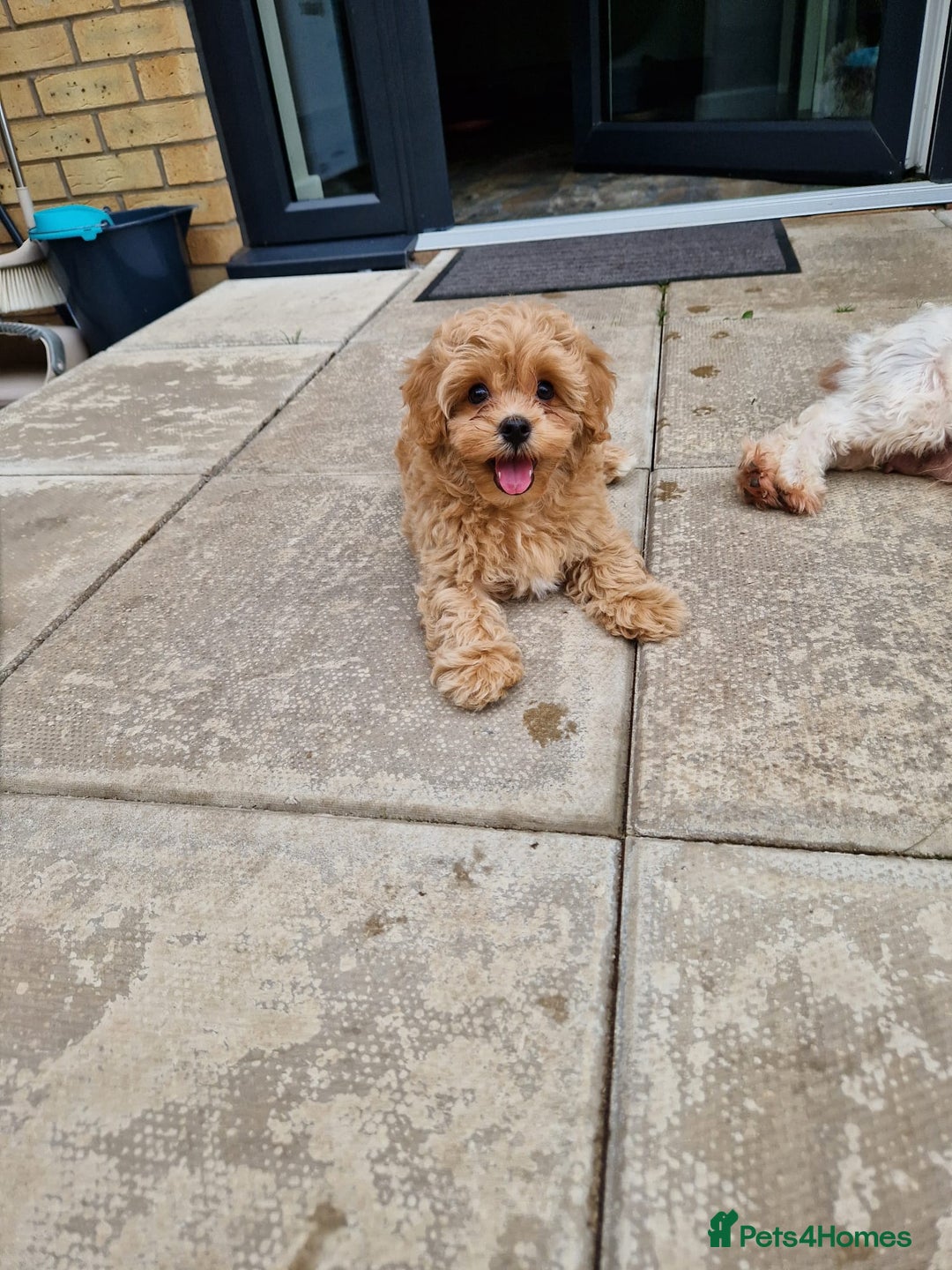 Maltipoo dogs for sale: Absolutely gorgeous maltipoo puppies  - Image 11