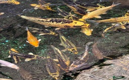 Koi Carp fish for sale: UK koi carp  - Image 1