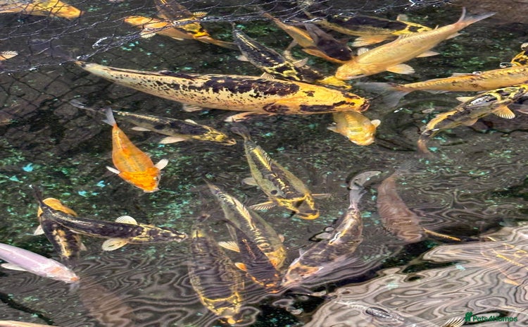Koi Carp fish - Advert 4