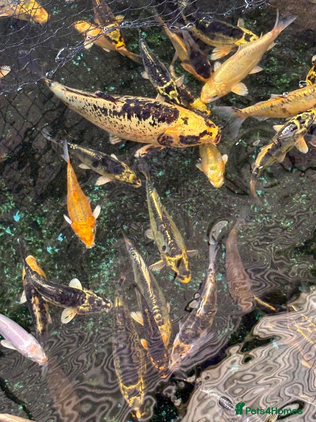 Koi Carp fish for sale: UK koi carp  - Image 1