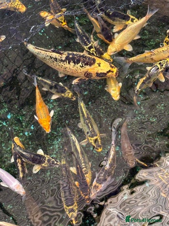 Koi Carp fish - Advert 2