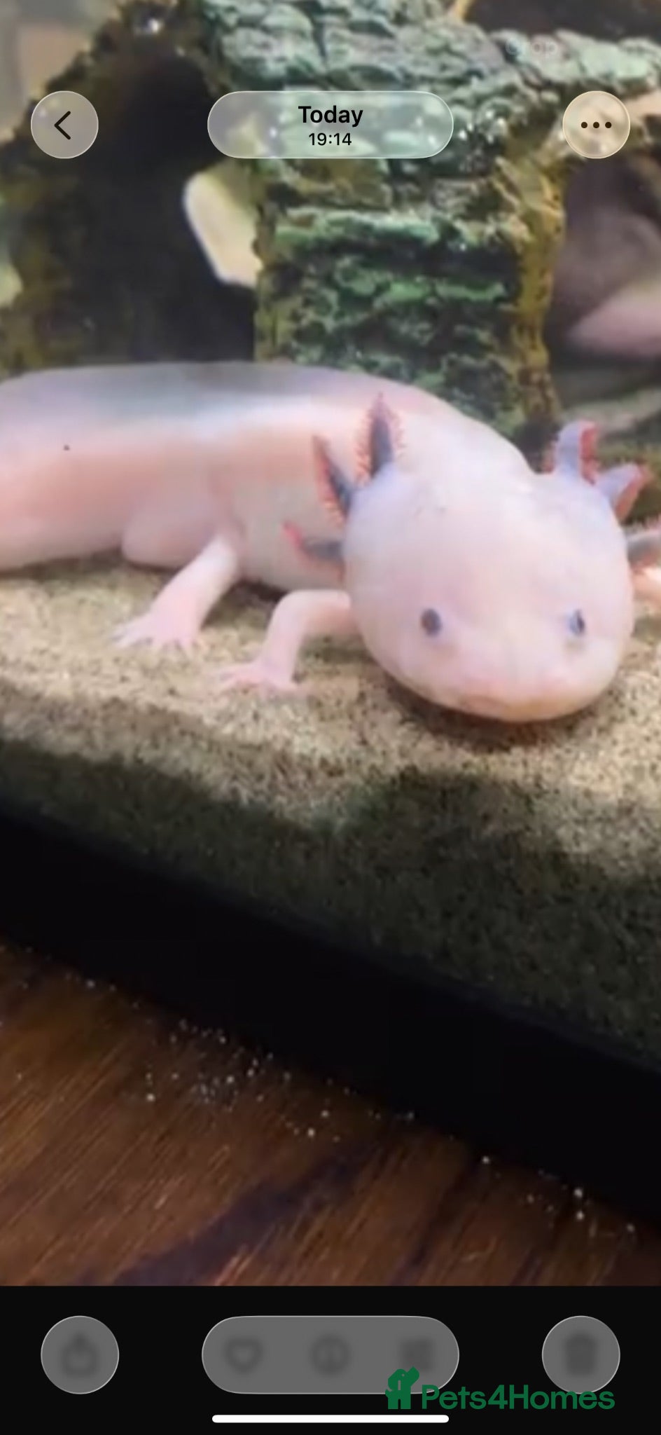 Axolotl reptiles White Axolotl  - Advert 1