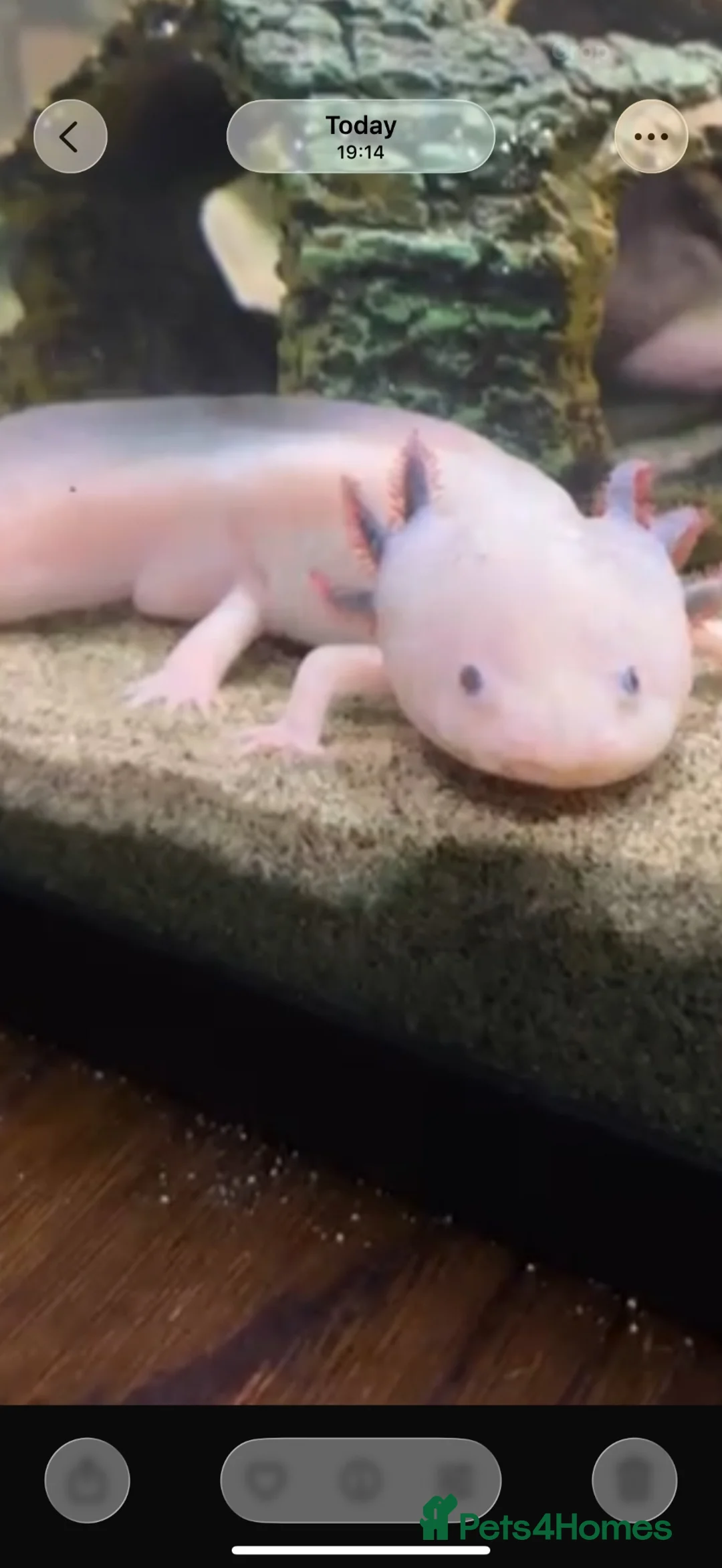 Axolotl reptiles for sale: White Axolotl  in Bristol - Advert 1