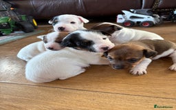 Jack Russell dogs for sale: Very smart Jack Russell Dog pup - Advert 3