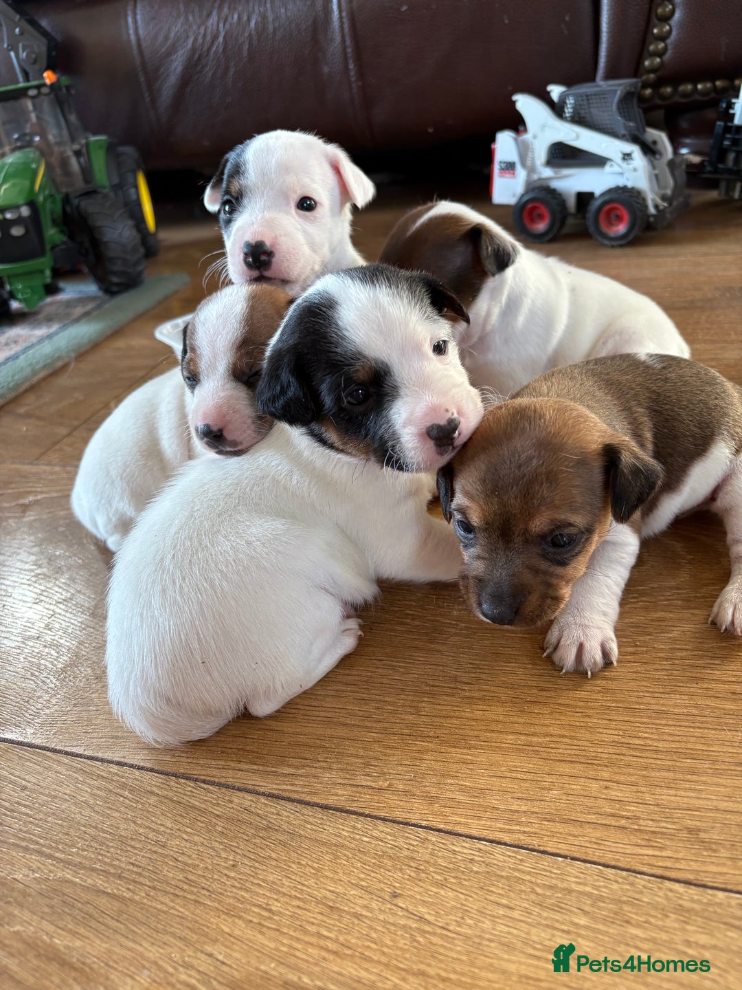 Jack Russell dogs for sale: Very smart Jack Russell Dog pup - Advert 3