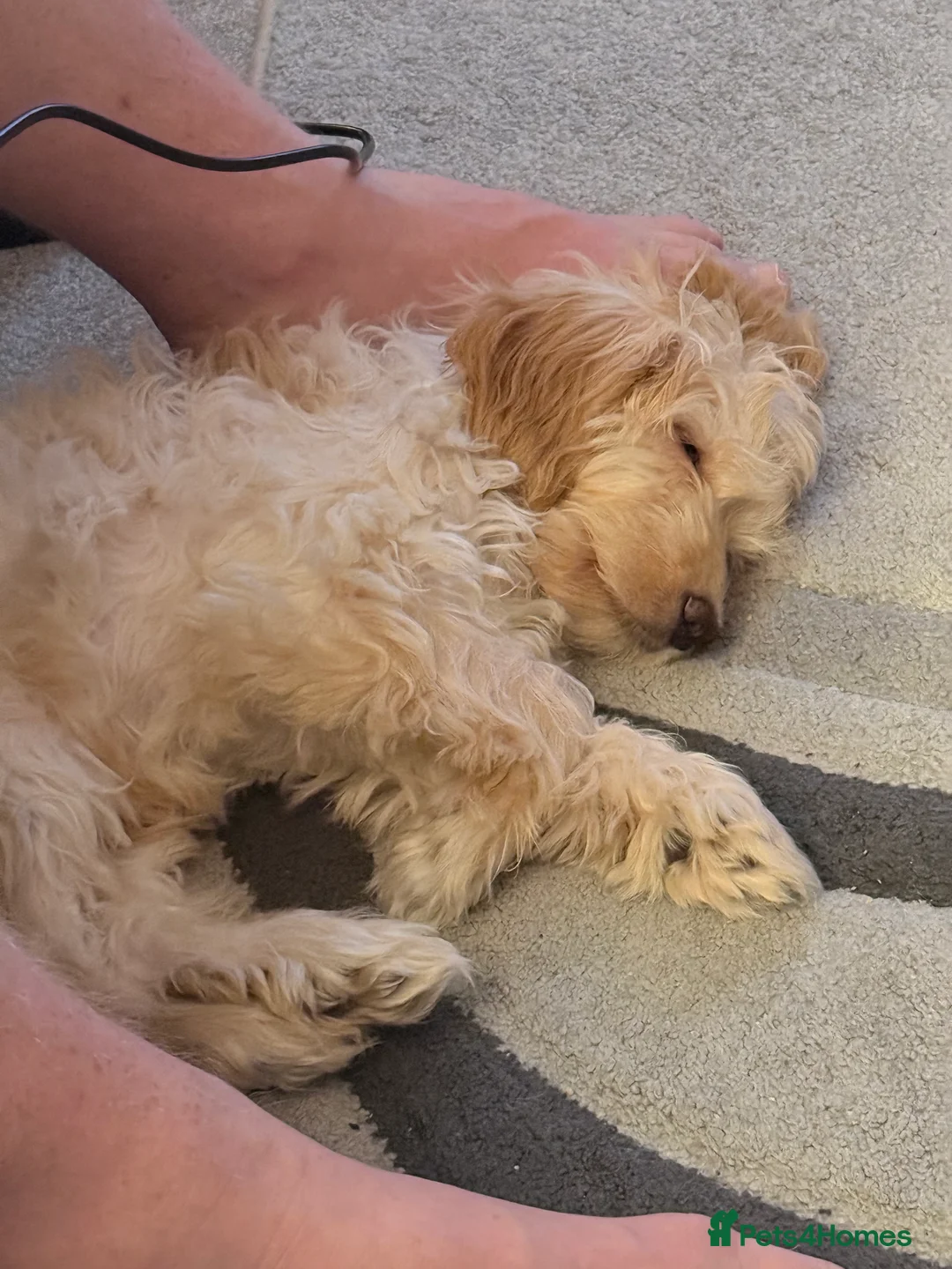Cockapoo dogs for sale: Milo needs a forever home - Advert 2