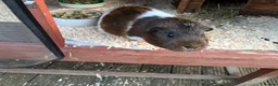 Guinea Pig rodents for sale: Two male American guinea pigs  - Advert 1