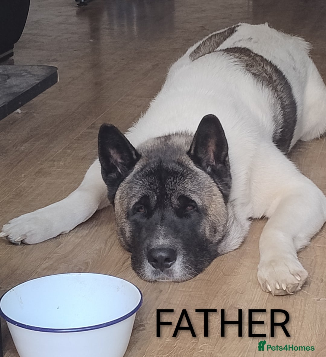 Akita dogs for sale: American Akita for sale - Advert 2
