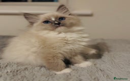 Ragdoll cats for sale: 💙🐾Tica full Pedigree🐾EU Ragdoll 🐱🐾DNA Clear - Image 24