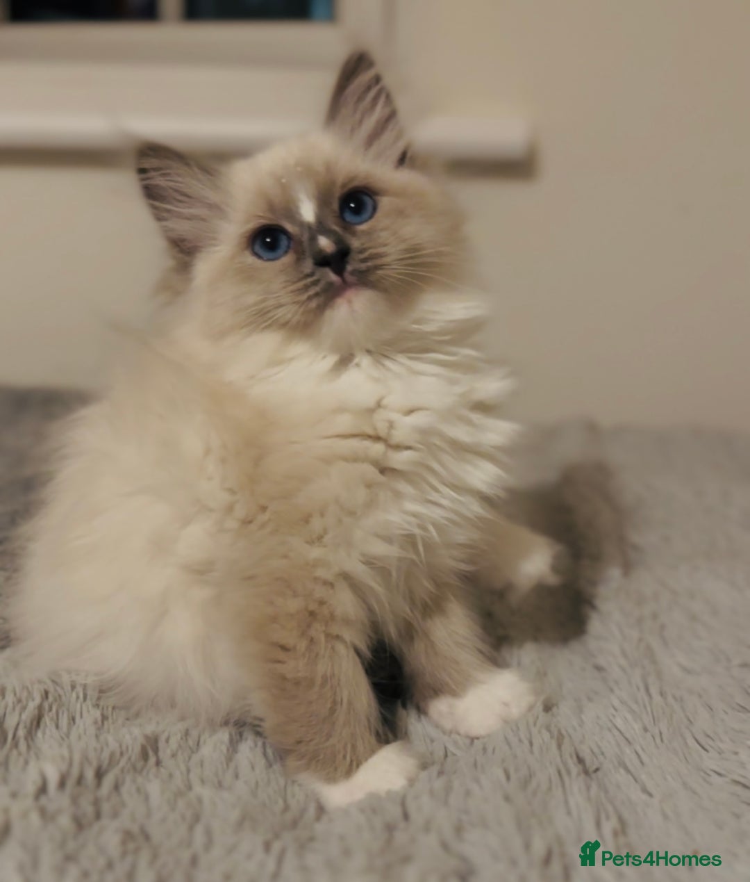 Ragdoll cats for sale: 💙🐾Tica full Pedigree🐾EU Ragdoll 🐱🐾DNA Clear - Image 24