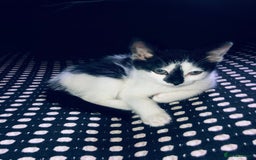 Mixed Breed cats for sale: Kittens  - Image 15