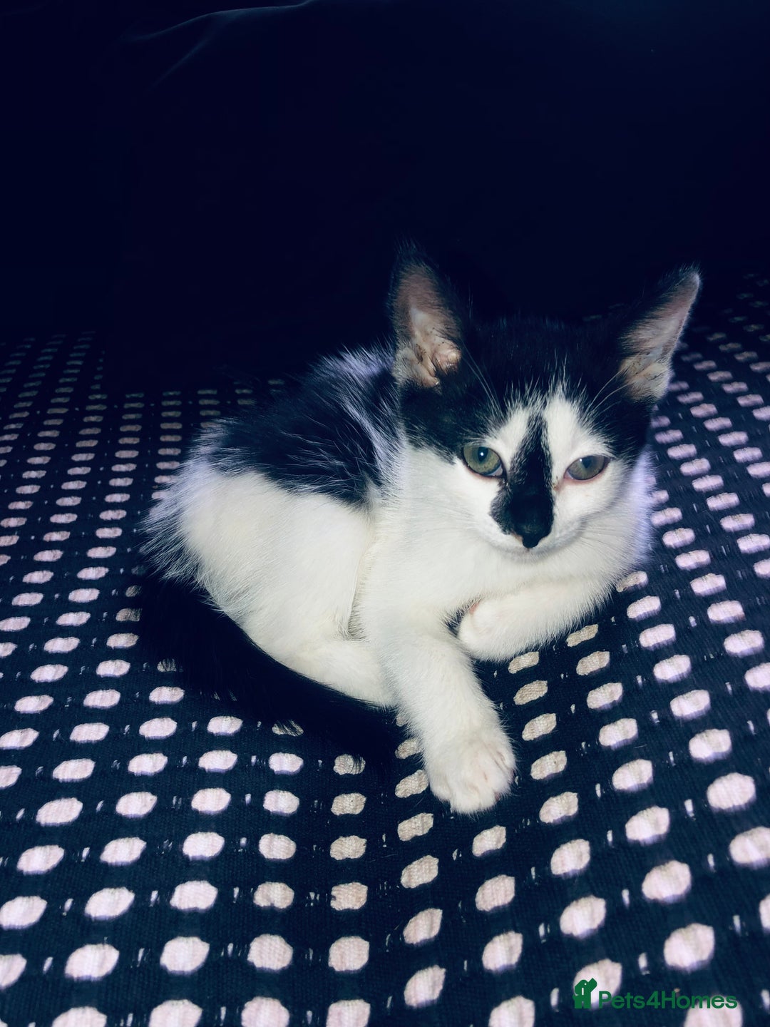 Mixed Breed cats for sale: Kittens  - Image 15