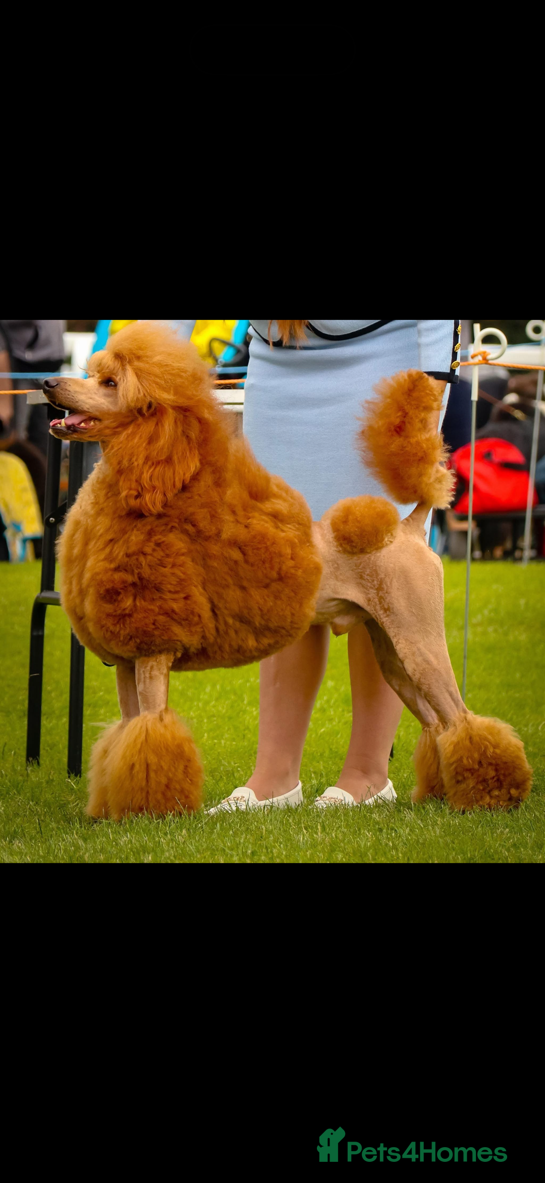 Standard Poodle dogs for sale: KC Registered standard poodle puppies  - Advert 12