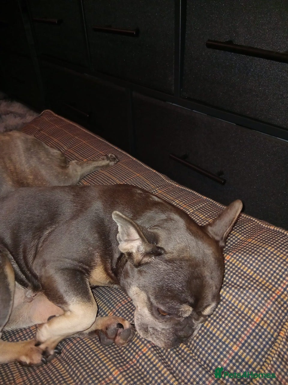 French Bulldog dogs Ronnie My Chocolate And Tan French Bulldog - Advert 1