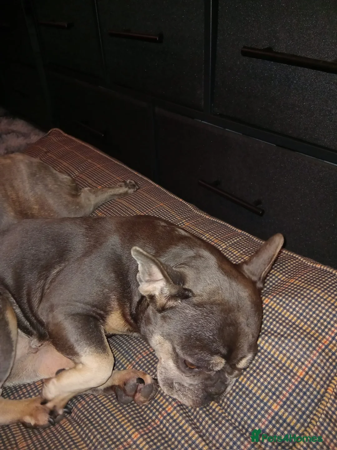 French Bulldog dogs for sale: Ronnie My Chocolate And Tan French Bulldog - Advert 1