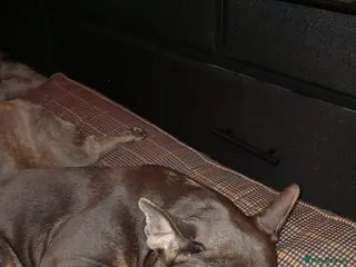 French Bulldog dogs Ronnie My Chocolate And Tan French Bulldog - Advert 1