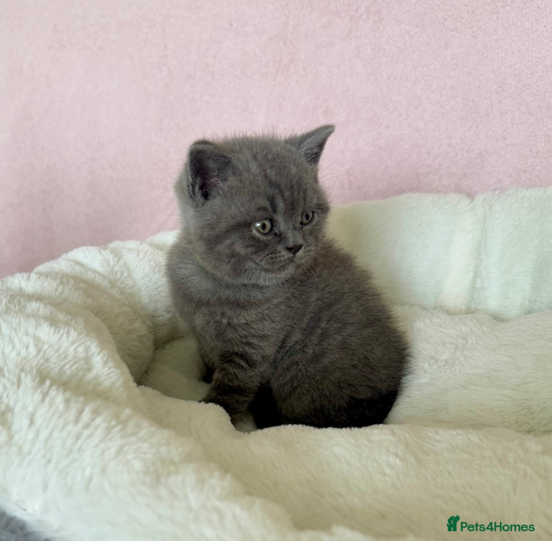 British Shorthair cats for sale: British shorthair kitten  - Image 17