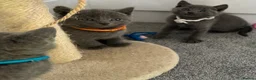 Russian Blue cats for sale: Russian Blue kittens  - Advert 35