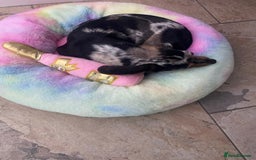 Miniature Dachshund dogs for sale: Beautiful 2 Blue Eyed Dapple Adult Female  - Image 11