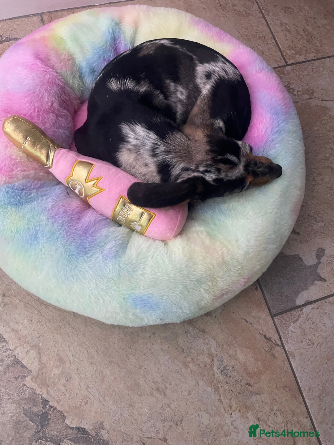 Miniature Dachshund dogs for sale: Beautiful 2 Blue Eyed Dapple Adult Female  - Image 11