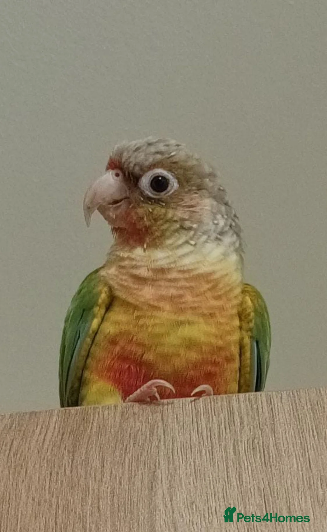 Conures birds for sale: Pineapple Green cheek conure baby  - Advert 5