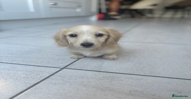 Miniature Dachshund dogs - Advert 4