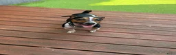Jack Russell dogs for stud: Scamp Jack Russell  - Advert 6