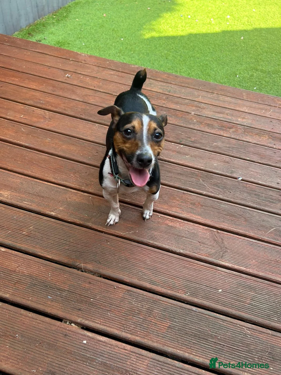 Jack Russell dogs for stud: Scamp Jack Russell  - Advert 6