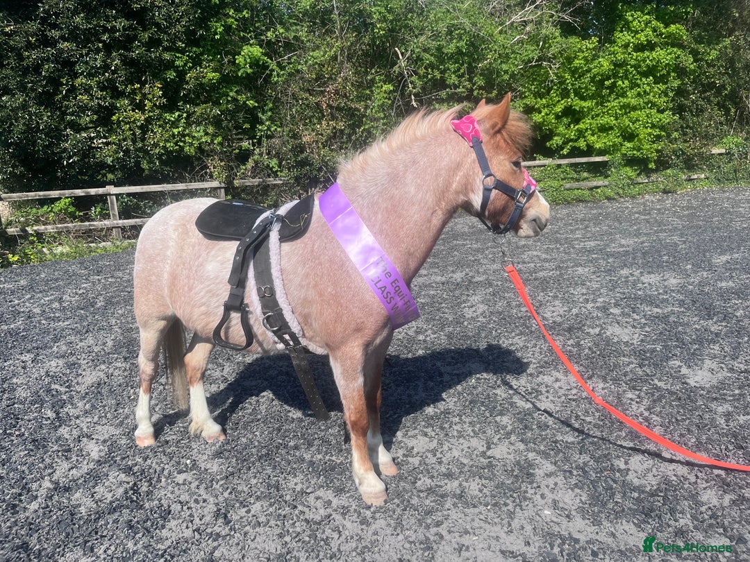 Welsh Section A horses for sale: Toni The Pony 10.3hh Mare 🦄 - Image 21