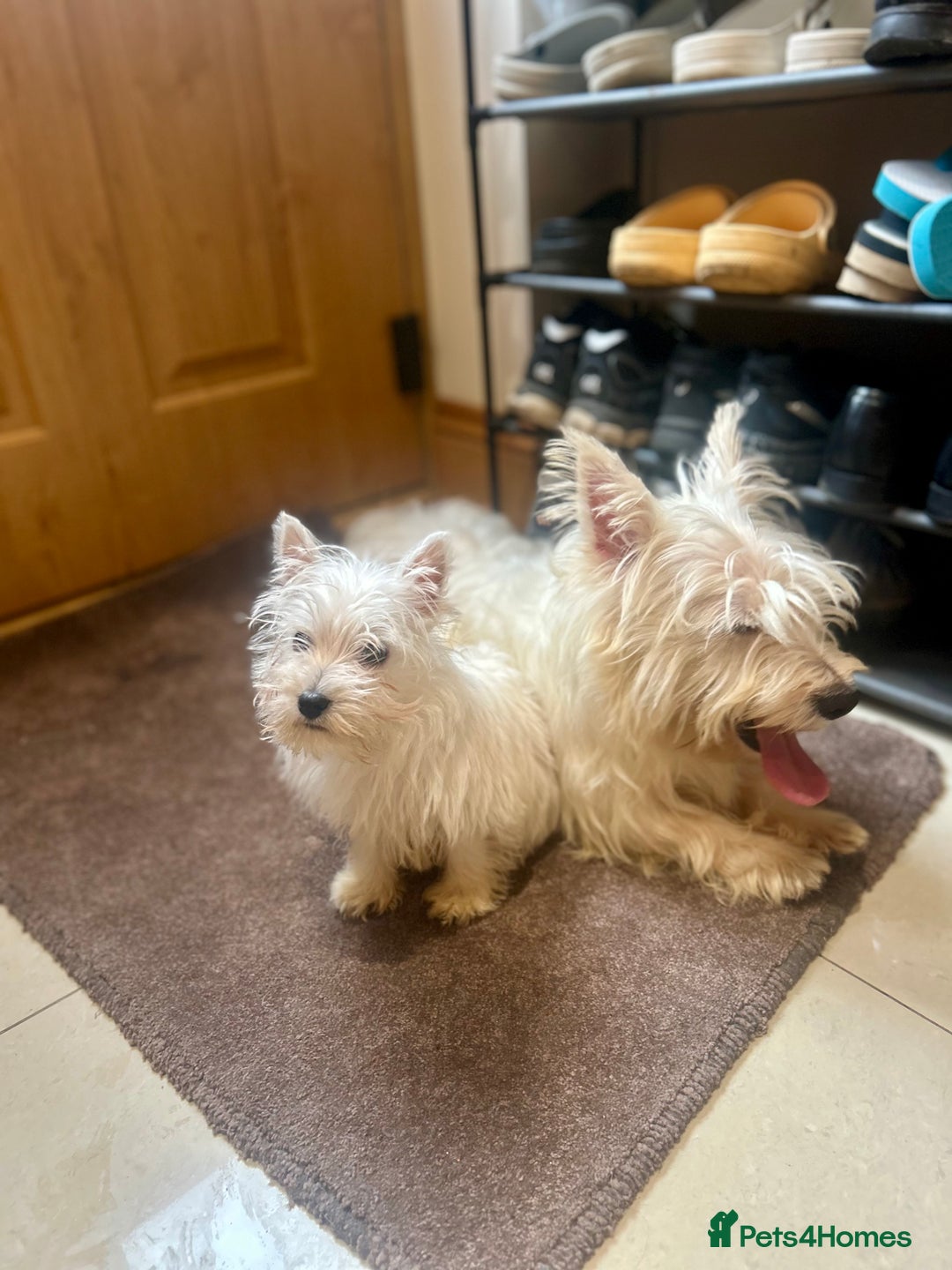 West Highland Terrier dogs for sale: 🐾💙Very Handsome Westie Boy Ready Now 💙🐾 - Advert 30