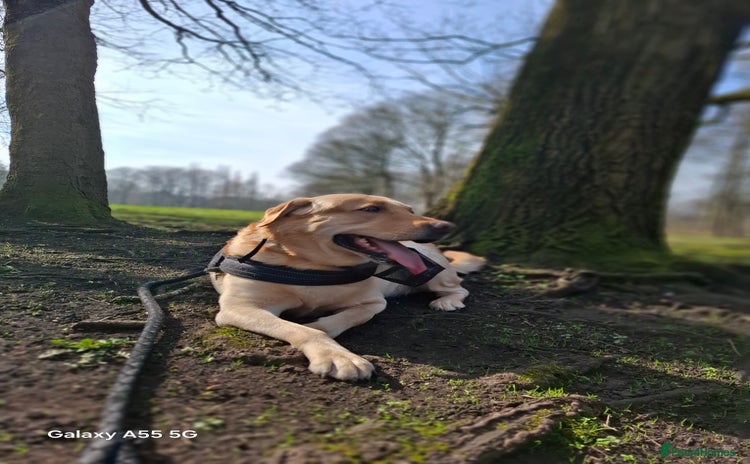 Labrador Retriever dogs - Advert 15