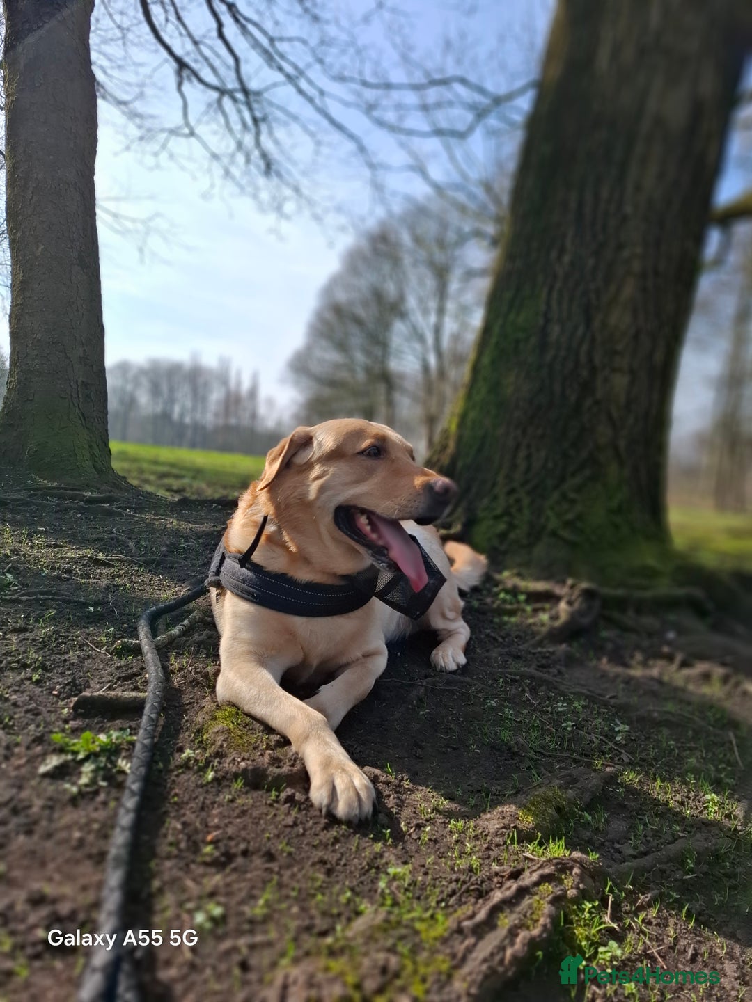 Labrador Retriever dogs for stud: Handsome Golden yellow labrador, family pet - Image 1